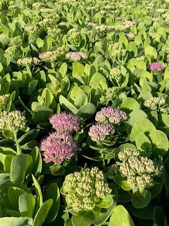 Sedum spectabile 'Brillant' geen maat specificatie 0,55L/P9cm - afbeelding 3