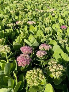 Sedum spectabile 'Brillant' geen maat specificatie 0,55L/P9cm - afbeelding 3