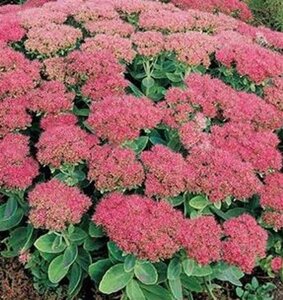 Sedum spectabile 'Brillant' geen maat specificatie 0,55L/P9cm - afbeelding 5