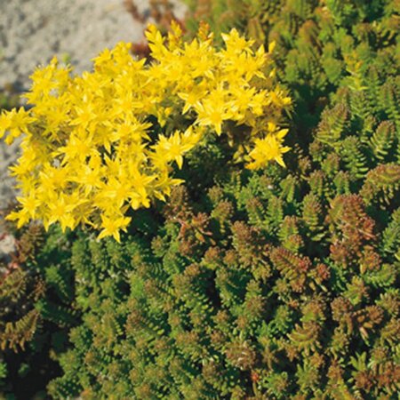 Sedum sexangulare geen maat specificatie 0,55L/P9cm - afbeelding 2
