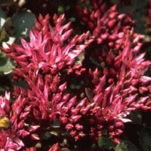 Sedum spurium 'Fuldaglut' geen maat specificatie 0,55L/P9cm - afbeelding 6