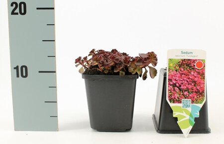 Sedum spurium 'Fuldaglut' geen maat specificatie 0,55L/P9cm - afbeelding 5