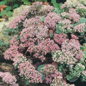 Sedum sieboldii geen maat specificatie 0,55L/P9cm - afbeelding 4