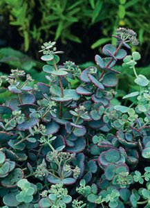 Sedum sieboldii geen maat specificatie 0,55L/P9cm - afbeelding 5