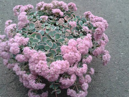 Sedum sieboldii geen maat specificatie 0,55L/P9cm - afbeelding 4