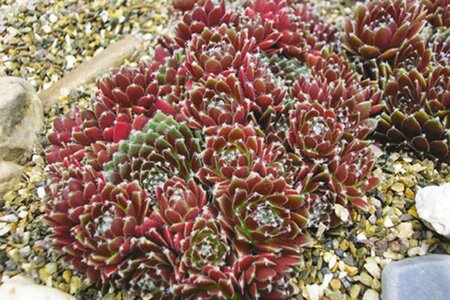 Sempervivum 'Silberkarneol' geen maat specificatie 0,55L/P9cm - afbeelding 1