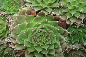 Sempervivum 'Silberkarneol' geen maat specificatie 0,55L/P9cm
