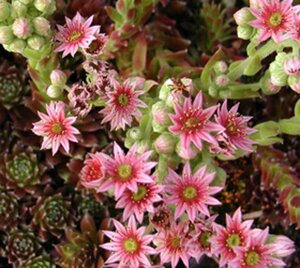 Sempervivum 'Silberkarneol' geen maat specificatie 0,55L/P9cm - afbeelding 3