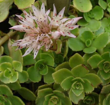 Sedum spurium geen maat specificatie 0,55L/P9cm - afbeelding 5