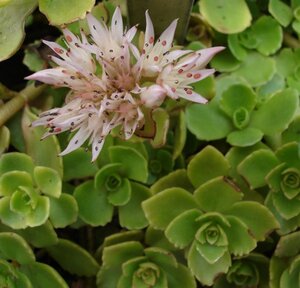 Sedum spurium geen maat specificatie 0,55L/P9cm - afbeelding 5