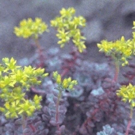 Sedum spathulifolium 'Purpureum' geen maat specificatie 0,55L/P9cm