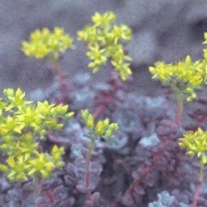 Sedum spathulifolium 'Purpureum' geen maat specificatie 0,55L/P9cm