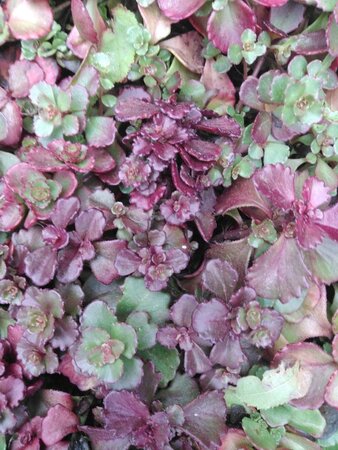 Sedum spurium 'Schorbuser Blut' geen maat specificatie 0,55L/P9cm - afbeelding 1