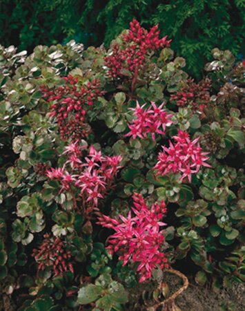 Sedum spurium 'Schorbuser Blut' geen maat specificatie 0,55L/P9cm - afbeelding 3