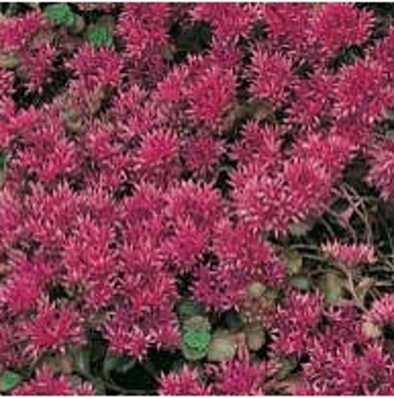 Sedum spurium 'Schorbuser Blut' geen maat specificatie 0,55L/P9cm - afbeelding 5