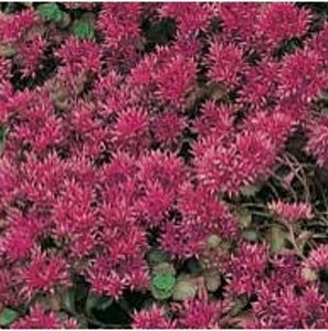 Sedum spurium 'Schorbuser Blut' geen maat specificatie 0,55L/P9cm - afbeelding 5