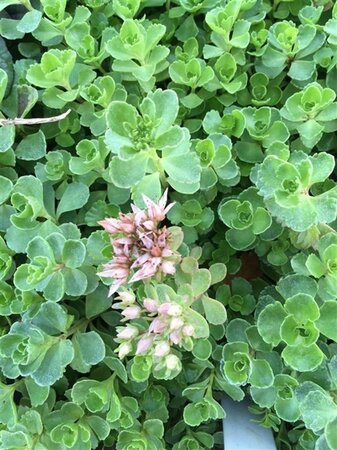 Sedum spurium 'Splendens' geen maat specificatie 0,55L/P9cm