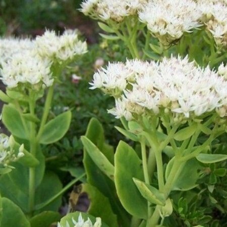 Sedum spectabile 'Stardust' geen maat specificatie 0,55L/P9cm - afbeelding 4