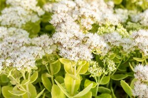 Sedum spectabile 'Stardust' geen maat specificatie 0,55L/P9cm - afbeelding 3