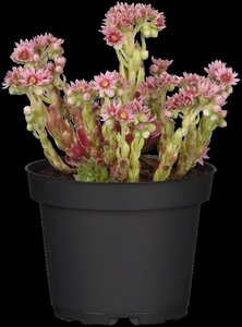 Sempervivum tectorum geen maat specificatie 0,55L/P9cm - afbeelding 5