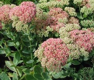 Sedum telep. 'Indian Chief' geen maat specificatie 0,55L/P9cm - afbeelding 1