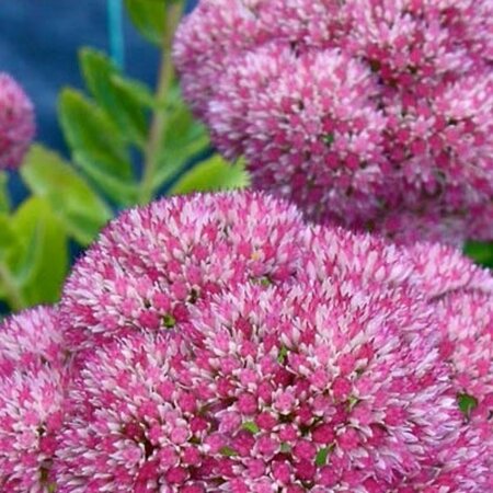 Sedum telep. 'Indian Chief' geen maat specificatie 0,55L/P9cm - afbeelding 2