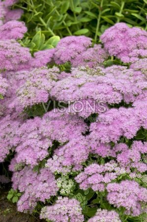 Sedum 'Vera Jameson' geen maat specificatie 0,55L/P9cm - afbeelding 1