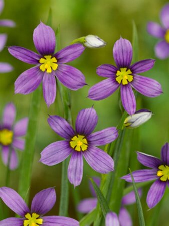 Sisyrinchium angustifolium geen maat specificatie 0,55L/P9cm - afbeelding 5