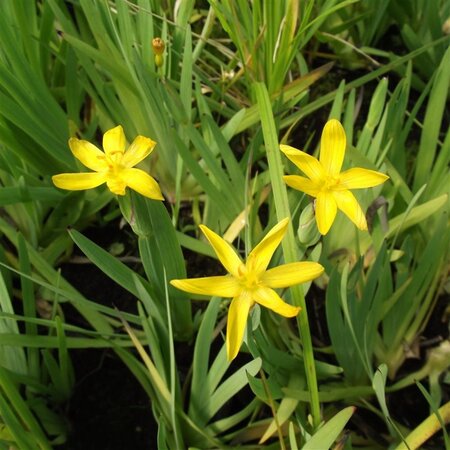 Sisyrinchium californicum geen maat specificatie 0,55L/P9cm - afbeelding 2
