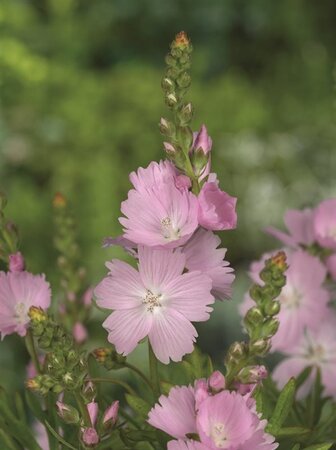 Sidalcea 'Elsie Heugh' geen maat specificatie 0,55L/P9cm - afbeelding 6