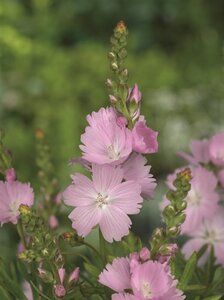 Sidalcea 'Elsie Heugh' geen maat specificatie 0,55L/P9cm - afbeelding 6