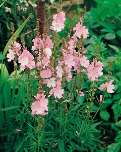 Sidalcea 'Elsie Heugh' geen maat specificatie 0,55L/P9cm - afbeelding 7