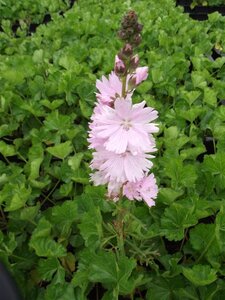 Sidalcea 'Elsie Heugh' geen maat specificatie 0,55L/P9cm - afbeelding 8