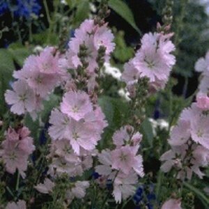 Sidalcea 'Elsie Heugh' geen maat specificatie 0,55L/P9cm - afbeelding 9