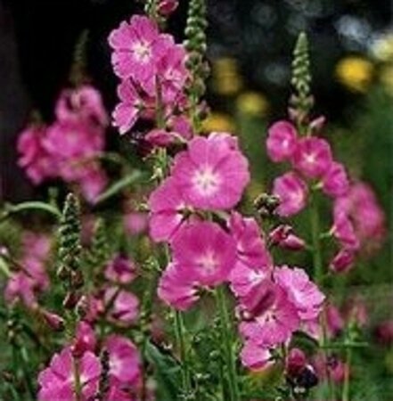 Sidalcea oregana 'Brilliant' geen maat specificatie 0,55L/P9cm