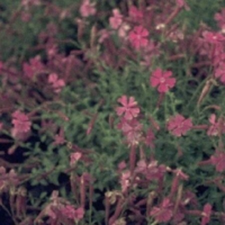 Silene schafta geen maat specificatie 0,55L/P9cm - afbeelding 1