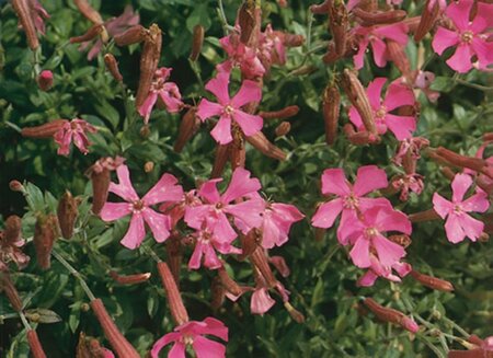 Silene schafta geen maat specificatie 0,55L/P9cm - afbeelding 2