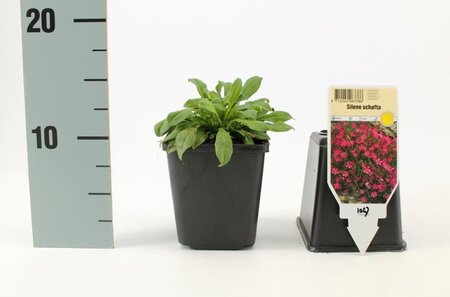 Silene schafta 'Splendens' geen maat specificatie 0,55L/P9cm