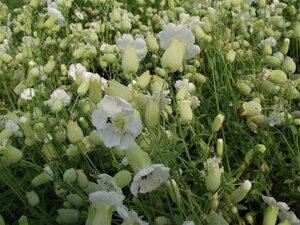 Silene u. 'Weisskehlchen' geen maat specificatie 0,55L/P9cm