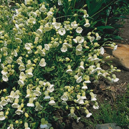 Silene u. 'Weisskehlchen' geen maat specificatie 0,55L/P9cm - afbeelding 2