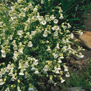 Silene u. 'Weisskehlchen' geen maat specificatie 0,55L/P9cm - afbeelding 2