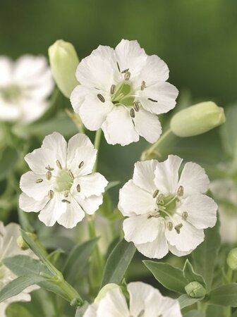 Silene u. 'Weisskehlchen' geen maat specificatie 0,55L/P9cm - afbeelding 3