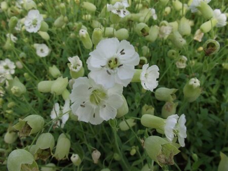 Silene u. 'Weisskehlchen' geen maat specificatie 0,55L/P9cm - afbeelding 4