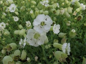 Silene u. 'Weisskehlchen' geen maat specificatie 0,55L/P9cm - afbeelding 4