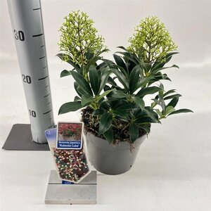 Skimmia j. Rubesta Cuba 20-25 cm cont. 2,0L