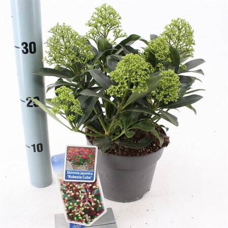 Skimmia j. Rubesta Cuba 20-25 cm cont. 2,0L - afbeelding 2