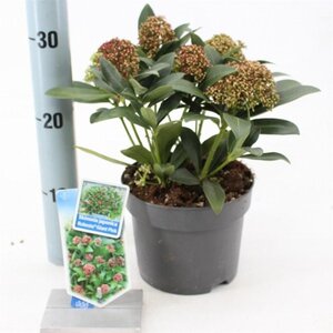 Skimmia j. Rubesta Giant Pink 20-25 cm cont. 2,0L