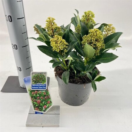 Skimmia j. Rubesta Giant Pink 20-25 cm cont. 2,0L - afbeelding 4