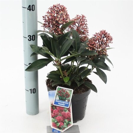 Skimmia j. 'Rubella' = foremanii 20-25 cm cont. 2,0L - afbeelding 14