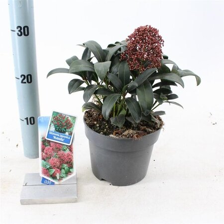 Skimmia j. 'Rubella' = foremanii 20-25 cm cont. 2,0L - afbeelding 13